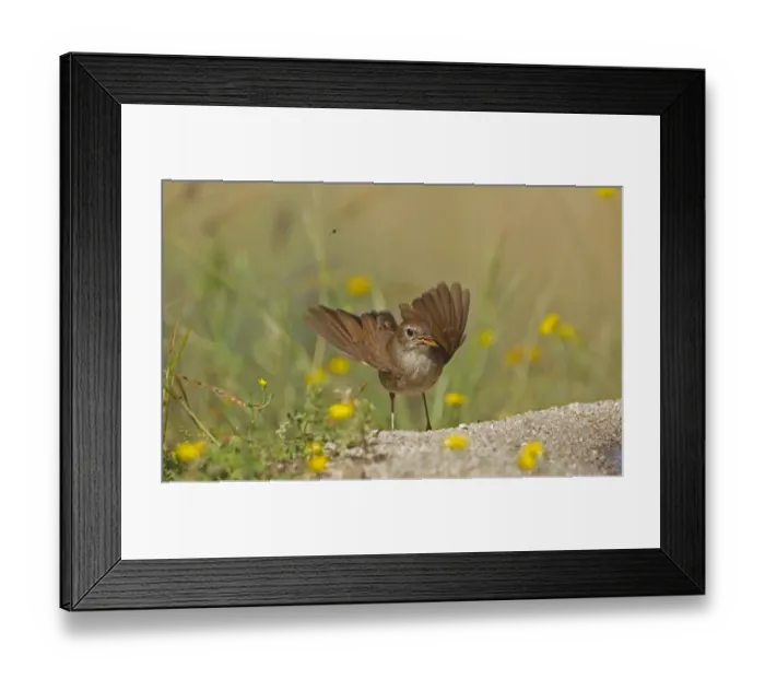 Framed Print : Common Nightingale (Luscinia megarhynchos) adult, in threat display at edge of pool, Spain, may Framed Print : Common Nightingale (Luscinia megarhynchos) adult, in threat display at edge of pool, Spain, may