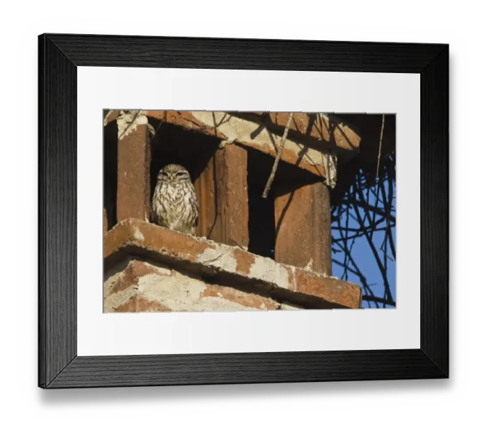 Framed Print : Little Owl (Athene noctua) adult, roosting on chimney, Italy Framed Print : Little Owl (Athene noctua) adult, roosting on chimney, Italy