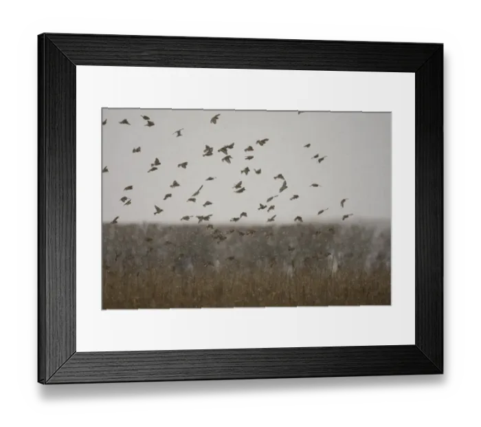 Framed Print : Eurasian Linnet (Carduelis cannabina) flock, in flight during snowfall, dropping into field to feed, Norfolk, England, november Framed Print : Eurasian Linnet (Carduelis cannabina) flock, in flight during snowfall, dropping into field to feed, Norfolk, England, november