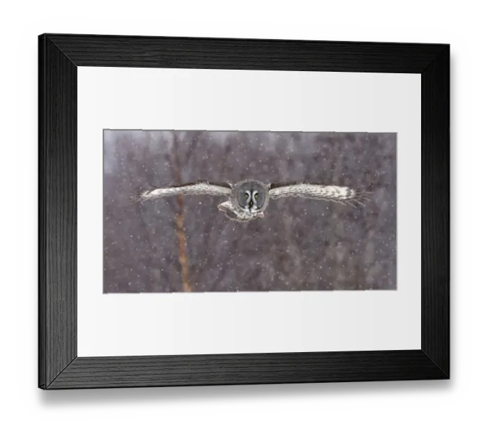 Framed Print : Great Grey Owl (Strix nebulosa) adult, in flight during snowfall, Finland, february Framed Print : Great Grey Owl (Strix nebulosa) adult, in flight during snowfall, Finland, february