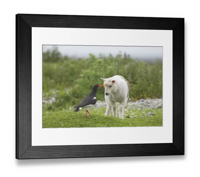 Framed Print : Eurasian Oystercatcher (Haematopus ostralegus) adult, attacking lamb near nestsite, Mainland, Shetland Islands, Scotland Framed Print : Eurasian Oystercatcher (Haematopus ostralegus) adult, attacking lamb near nestsite, Mainland, Shetland Islands, Scotland