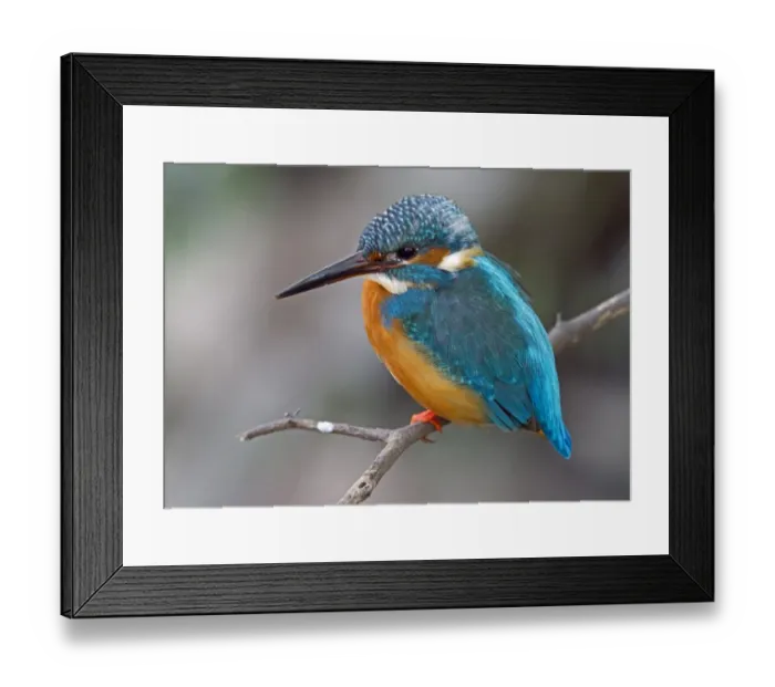 Framed Print : Common Kingfisher (Alcedo atthis) adult female, perched on twig, Northern India, january Framed Print : Common Kingfisher (Alcedo atthis) adult female, perched on twig, Northern India, january