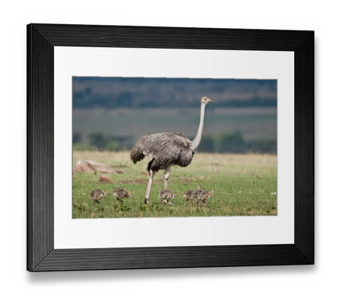 Framed Print : East African Ostrich (Struthio camelus massaicus) adult female with chicks, walking on grassland, Masai Mara, Kenya Framed Print : East African Ostrich (Struthio camelus massaicus) adult female with chicks, walking on grassland, Masai Mara, Kenya