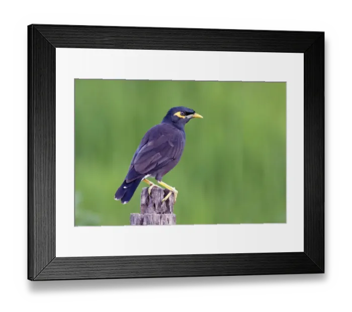 Framed Print : Common Mynah (Acridotheres tristis) adult, perched on fencepost, Sri Lanka Framed Print : Common Mynah (Acridotheres tristis) adult, perched on fencepost, Sri Lanka