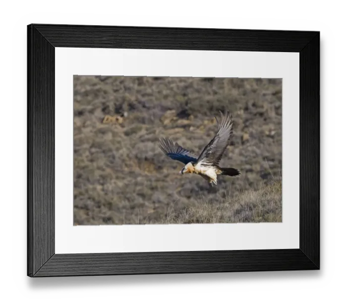 Framed Print : Lammergeier (Gypaetus barbatus) adult, in flight, taking off from slope, Aren, Pyrenees, Spain, january Framed Print : Lammergeier (Gypaetus barbatus) adult, in flight, taking off from slope, Aren, Pyrenees, Spain, january