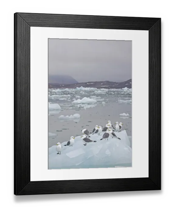 Framed Print : Black-legged Kittiwake (Rissa tridactyla) flock, standing on ice floe, Spitzbergen, Svalbard, july Framed Print : Black-legged Kittiwake (Rissa tridactyla) flock, standing on ice floe, Spitzbergen, Svalbard, july