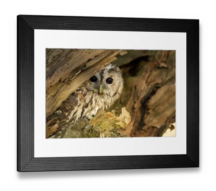 Framed Print : Tawny Owl (Strix aluco) adult, at hole in birch tree, South Yorkshire, England, november (captive) Framed Print : Tawny Owl (Strix aluco) adult, at hole in birch tree, South Yorkshire, England, november (captive)