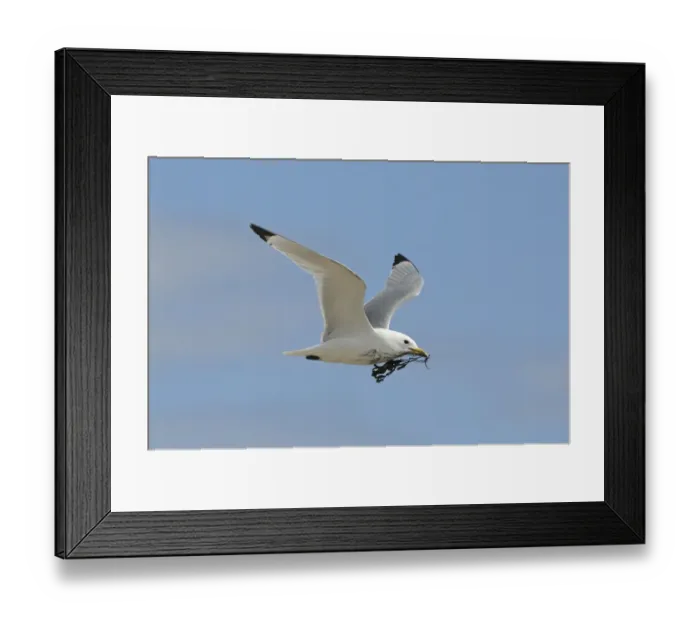 Framed Print : Black-legged Kittiwake (Rissa tridactyla) adult, in flight, collecting seaweed for nesting material, Varanger, Norway, may Framed Print : Black-legged Kittiwake (Rissa tridactyla) adult, in flight, collecting seaweed for nesting material, Varanger, Norway, may