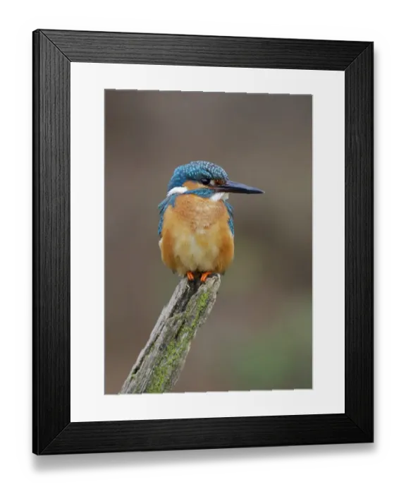 Framed Print : Common Kingfisher (Alcedo atthis) adult male, perched on stump, Dumfries and Galloway, Scotland, may Framed Print : Common Kingfisher (Alcedo atthis) adult male, perched on stump, Dumfries and Galloway, Scotland, may