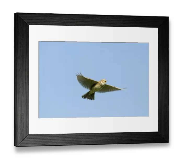 Framed Print : Skylark (Alauda arvensis) adult, in song flight, Kelling, Norfolk, England, april Framed Print : Skylark (Alauda arvensis) adult, in song flight, Kelling, Norfolk, England, april