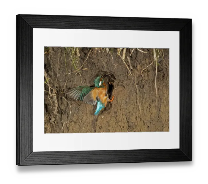 Framed Print : Common Kingfisher (Alcedo atthis) adult male, building nest tunnel in river bank, Suffolk, England, july Framed Print : Common Kingfisher (Alcedo atthis) adult male, building nest tunnel in river bank, Suffolk, England, july
