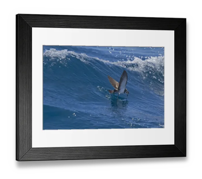 Framed Print : White-faced Storm-petrel (Pelagodroma marina) adult, in flight over sea, feeding from surface of water, New Zealand, november Framed Print : White-faced Storm-petrel (Pelagodroma marina) adult, in flight over sea, feeding from surface of water, New Zealand, november