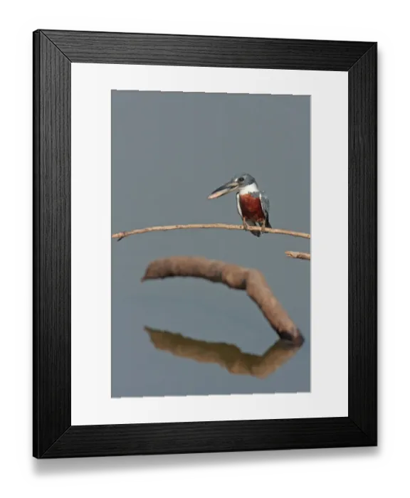 Framed Print : Ringed Kingfisher (Megaceryle torquata torquata) adult female, with fish in beak, perched on twig over water, Pantanal Wildlife Centre, Mato Grosso, Brazil, september Framed Print : Ringed Kingfisher (Megaceryle torquata torquata) adult female, with fish in beak, perched on twig over water, Pantanal Wildlife Centre, Mato Grosso, Brazil, september
