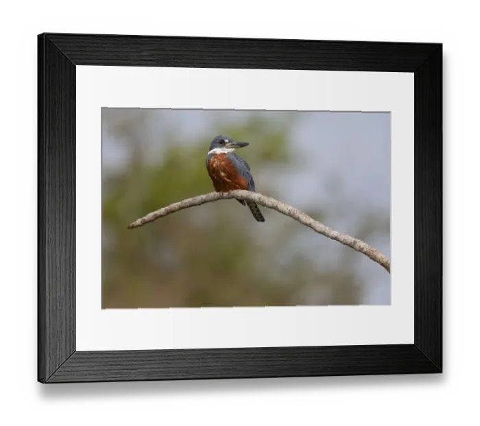 Framed Print : Ringed Kingfisher (Megaceryle torquata) adult male, perched on branch, Pantanal, Mato Grosso, Brazil
