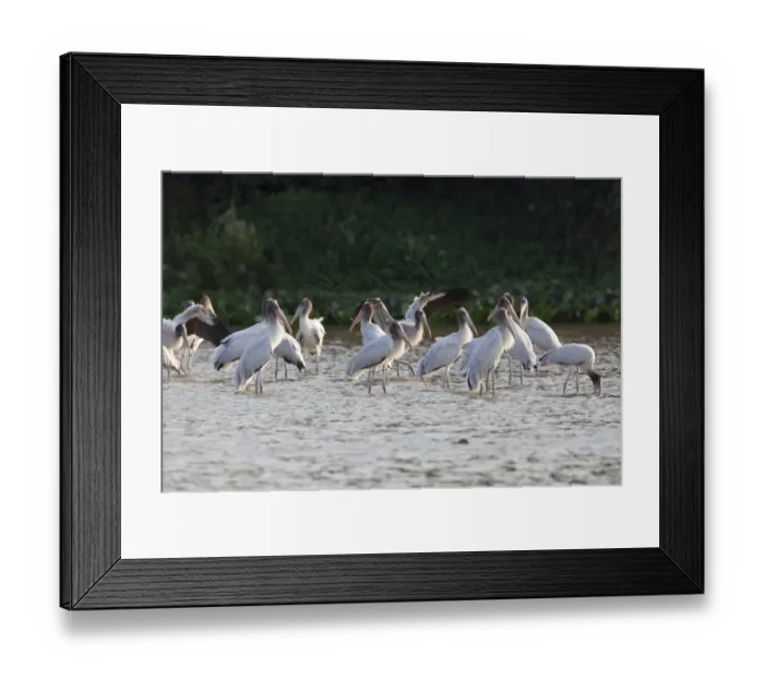 Framed Print : Wood Stork (Mycteria americana) juveniles, flock standing in river, Paraguay River, Pantanal, Mato Grosso, Brazil