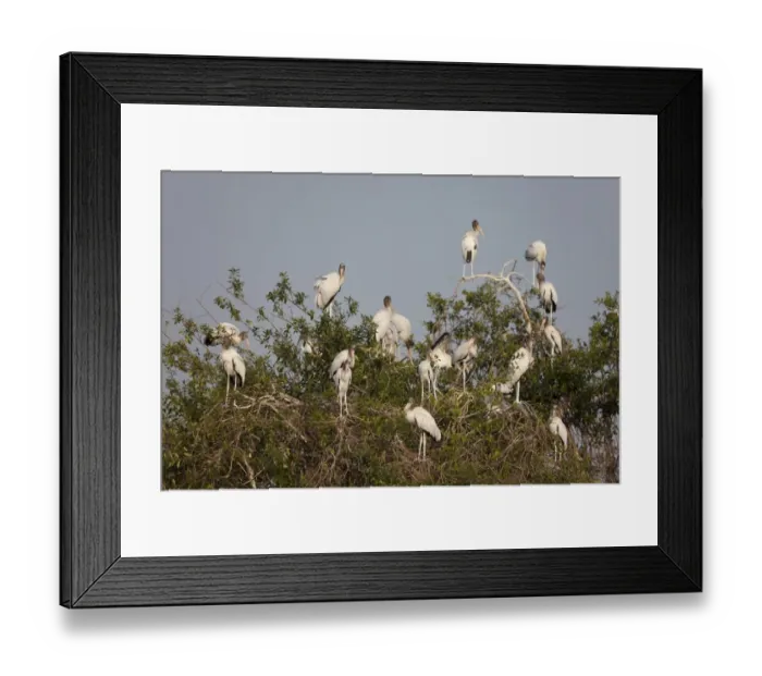 Framed Print : Wood Stork (Mycteria americana) juveniles, flock standing in tree, Pantanal, Mato Grosso, Brazil Framed Print : Wood Stork (Mycteria americana) juveniles, flock standing in tree, Pantanal, Mato Grosso, Brazil