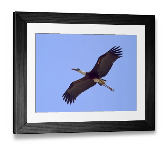 Framed Print : Woolly-necked Stork (Ciconia episcopus) adult, in flight, Uttaranchal, India, january Framed Print : Woolly-necked Stork (Ciconia episcopus) adult, in flight, Uttaranchal, India, january