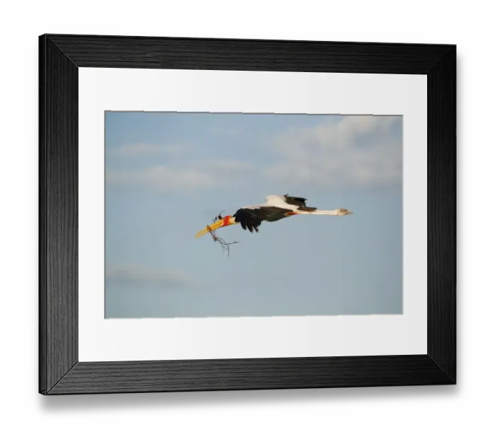 Framed Print : Yellow-billed Stork (Mycteria ibis) adult, in flight, with nesting material in beak, Okavango Delta, Botswana Framed Print : Yellow-billed Stork (Mycteria ibis) adult, in flight, with nesting material in beak, Okavango Delta, Botswana
