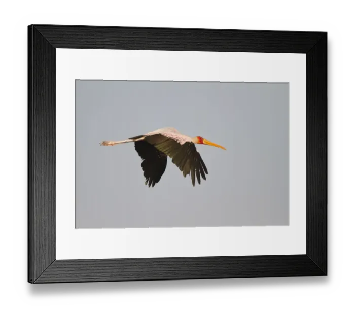 Framed Print : Yellow-billed Stork (Mycteria ibis) adult, in flight, Okavango Delta, Botswana