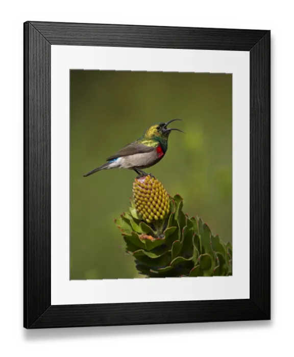 Framed Print : Southern Double-collared Sunbird (Cinnyris chalybeus) adult male, calling, perched on protea flower, near Cape Town, Western Cape, South Africa Framed Print : Southern Double-collared Sunbird (Cinnyris chalybeus) adult male, calling, perched on protea flower, near Cape Town, Western Cape, South Africa