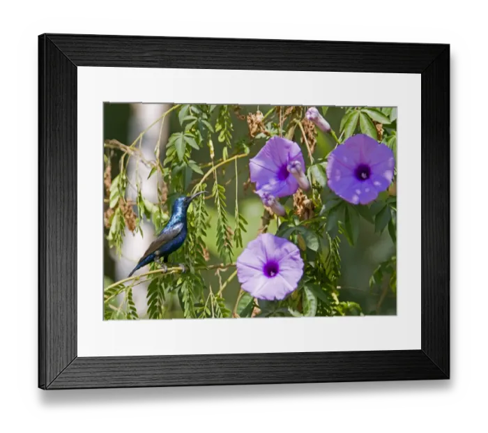 Framed Print : Purple Sunbird (Nectarinia asiatica) adult male, perched on twig near flowers, Rajasthan, India, january