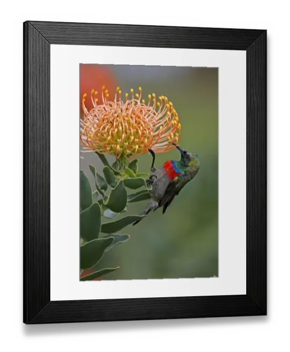 Framed Print : Southern Double-collared Sunbird (Cinnyris chalybeus) adult male, feeding on protea flower, near Cape Town, Western Cape, South Africa
