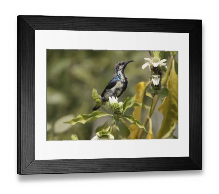 Framed Print : Purple Sunbird (Cinnyris asiaticus) adult male, in eclipse plumage, perched at flowers, Keoladeo Ghana N. P. (Bharatpur), Rajasthan, India, january Framed Print : Purple Sunbird (Cinnyris asiaticus) adult male, in eclipse plumage, perched at flowers, Keoladeo Ghana N. P. (Bharatpur), Rajasthan, India, january