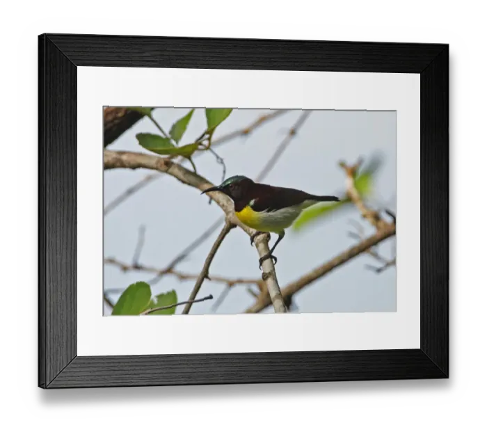 Framed Print : Purple-rumped Sunbird (Leptocoma zeylonica zeylonica) endemic race, adult male, perched on twig, Sri Lanka, december Framed Print : Purple-rumped Sunbird (Leptocoma zeylonica zeylonica) endemic race, adult male, perched on twig, Sri Lanka, december