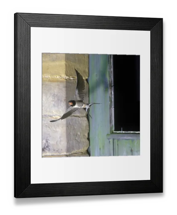 Framed Print : Barn Swallow (Hirundo rustica) adult, in flight from barn window, England Framed Print : Barn Swallow (Hirundo rustica) adult, in flight from barn window, England