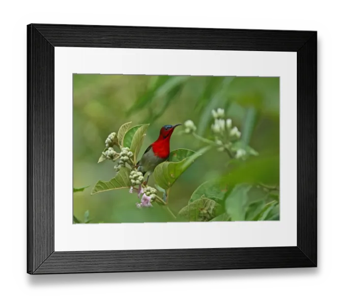 Framed Print : Crimson Sunbird (Aethopyga siparaja) adult male, perched on flowerhead, Kaeng Krachan N. P. Thailand, november