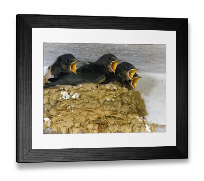 Framed Print : Barn Swallow (Hirundo rustica) young, begging for food, from nest in building, Switzerland, summer Framed Print : Barn Swallow (Hirundo rustica) young, begging for food, from nest in building, Switzerland, summer