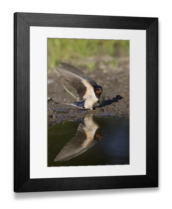 Framed Print : Barn Swallow (Hirundo rustica) adult, with wings raised, collecting mud at edge of pond for nesting material, Bulgaria, may