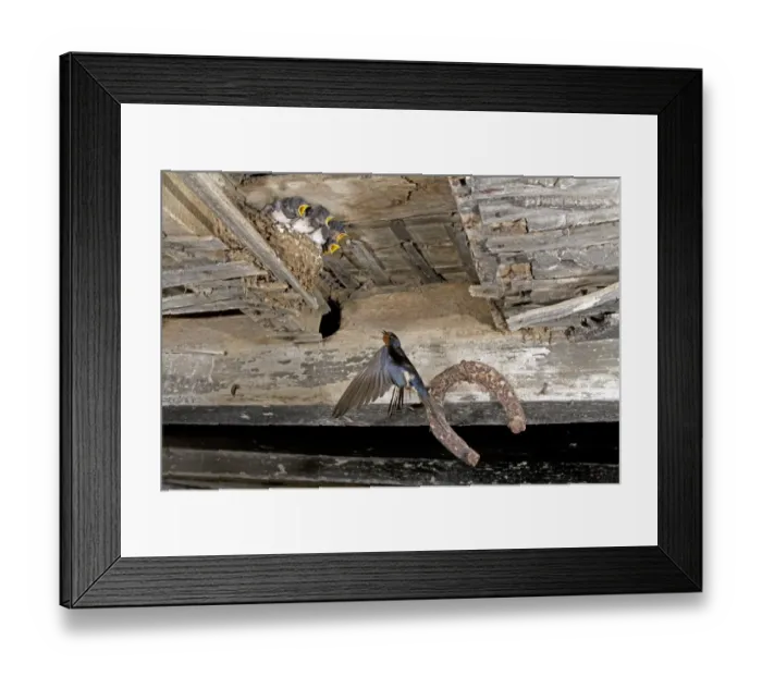 Framed Print : Barn Swallow (Hirundo rustica) adult, in flight, returning to feed begging chicks on nest in barn, England, july Framed Print : Barn Swallow (Hirundo rustica) adult, in flight, returning to feed begging chicks on nest in barn, England, july