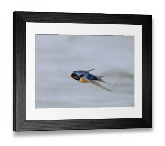 Framed Print : Barn Swallow (Hirundo rustica) adult, in flight over water, Northumberland, England, spring Framed Print : Barn Swallow (Hirundo rustica) adult, in flight over water, Northumberland, England, spring