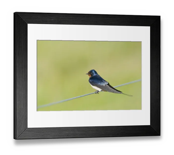 Framed Print : Barn Swallow (Hirundo rustica) adult, perched on wire, Cley, Norfolk, England, may Framed Print : Barn Swallow (Hirundo rustica) adult, perched on wire, Cley, Norfolk, England, may