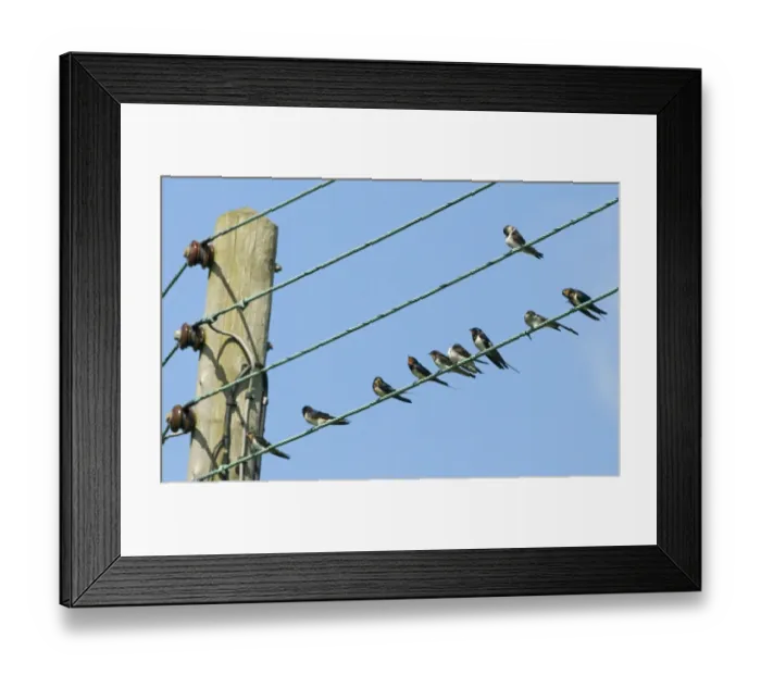 Framed Print : Barn Swallow (Hirundo rustica) adults and juveniles, flock perched on overhead wires in village, North Norfolk, England, september Framed Print : Barn Swallow (Hirundo rustica) adults and juveniles, flock perched on overhead wires in village, North Norfolk, England, september