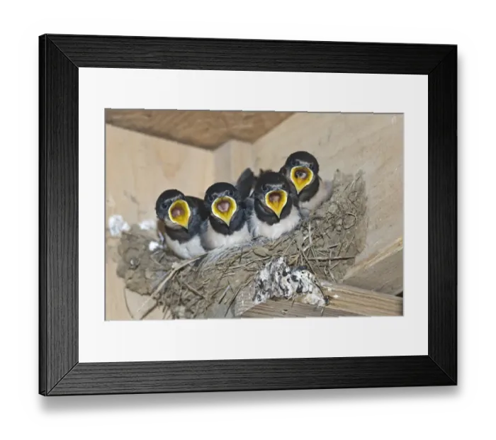 Framed Print : Barn Swallow (Hirundo rustica) young, begging for food, sitting in nest, Cley, Norfolk, England, september