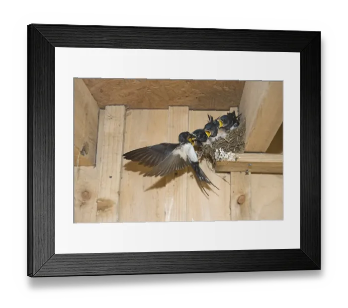 Framed Print : Barn Swallow (Hirundo rustica) adult, feeding young, begging for food, sitting in nest, Cley, Norfolk, England, september