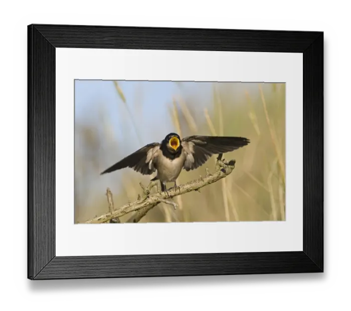 Framed Print : Barn Swallow (Hirundo rustica) fledged young, begging for food, Cley, Norfolk, England, september Framed Print : Barn Swallow (Hirundo rustica) fledged young, begging for food, Cley, Norfolk, England, september