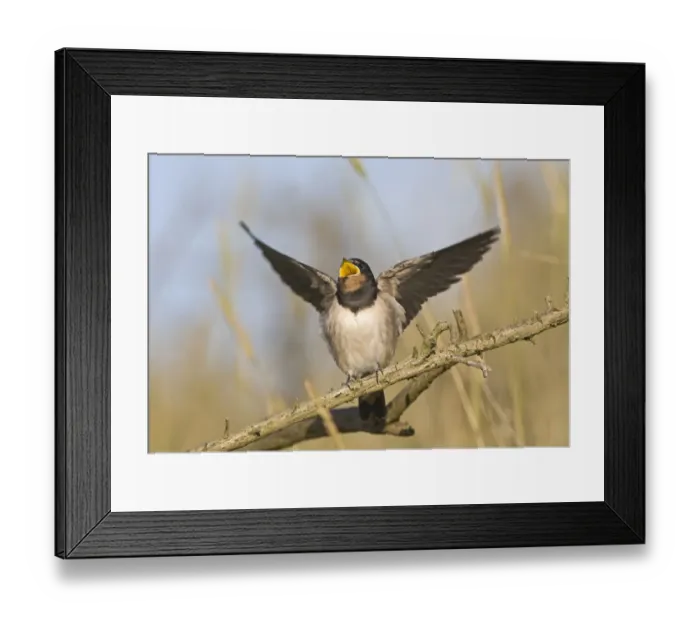 Framed Print : Barn Swallow (Hirundo rustica) fledged young, begging for food, Cley, Norfolk, England, september Framed Print : Barn Swallow (Hirundo rustica) fledged young, begging for food, Cley, Norfolk, England, september