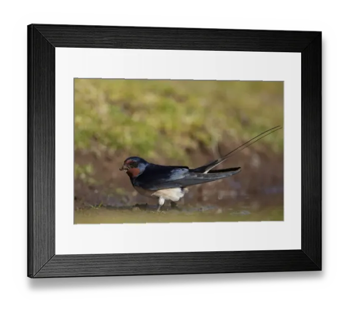 Framed Print : Barn Swallow (Hirundo rustica) adult, collecting mud for nesting material, Pembrokeshire, Wales Framed Print : Barn Swallow (Hirundo rustica) adult, collecting mud for nesting material, Pembrokeshire, Wales