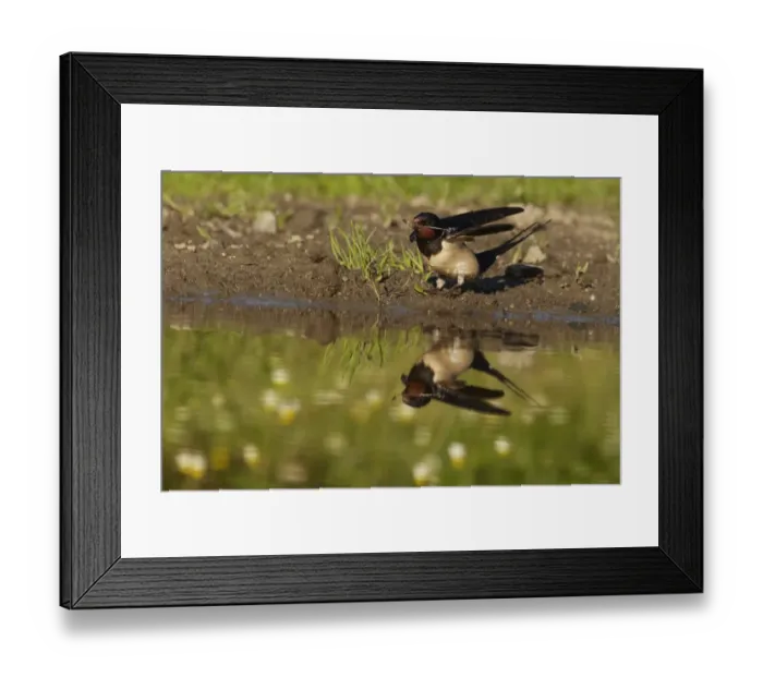 Framed Print : Barn Swallow (Hirundo rustica) adult, collecting mud for nesting material, with reflection at edge of puddle in meadow, Bulgaria Framed Print : Barn Swallow (Hirundo rustica) adult, collecting mud for nesting material, with reflection at edge of puddle in meadow, Bulgaria