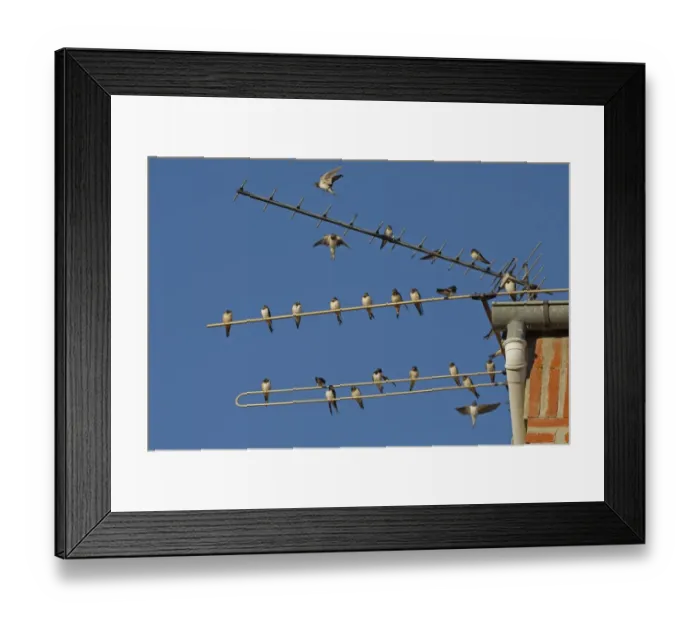 Framed Print : Barn Swallow (Hirundo rustica) flock, gathering on television aerial, Northern Spain, september Framed Print : Barn Swallow (Hirundo rustica) flock, gathering on television aerial, Northern Spain, september