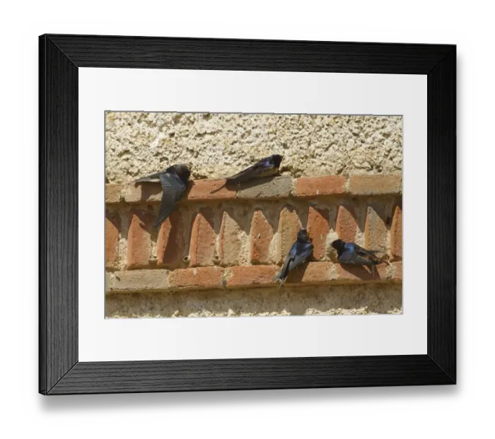 Framed Print : Barn Swallow (Hirundo rustica) adult and three juveniles, sunning on wall, Northern Spain, july
