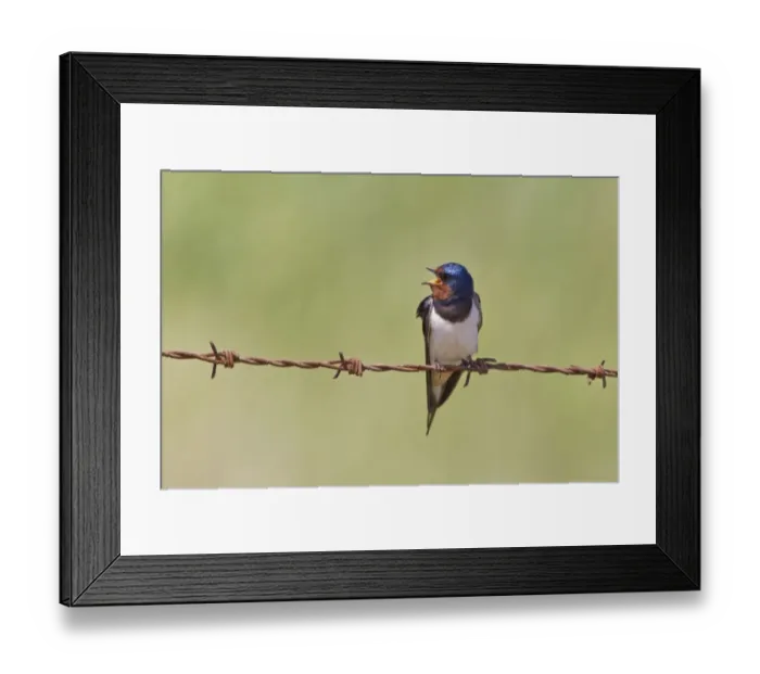 Framed Print : Barn Swallow (Hirundo rustica) adult male, singing, perched on barbed wire, Minsmere RSPB Reserve, Suffolk, England, august Framed Print : Barn Swallow (Hirundo rustica) adult male, singing, perched on barbed wire, Minsmere RSPB Reserve, Suffolk, England, august