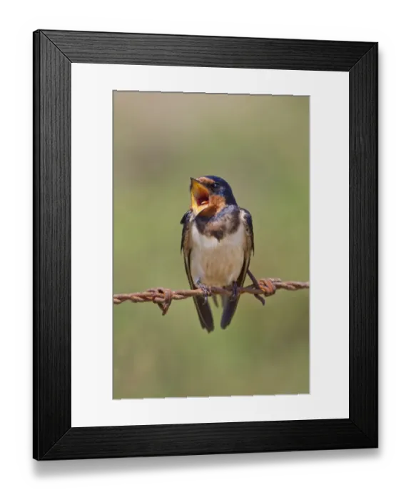 Framed Print : Barn Swallow (Hirundo rustica) adult male, singing, perched on barbed wire, Minsmere RSPB Reserve, Suffolk, England, august Framed Print : Barn Swallow (Hirundo rustica) adult male, singing, perched on barbed wire, Minsmere RSPB Reserve, Suffolk, England, august
