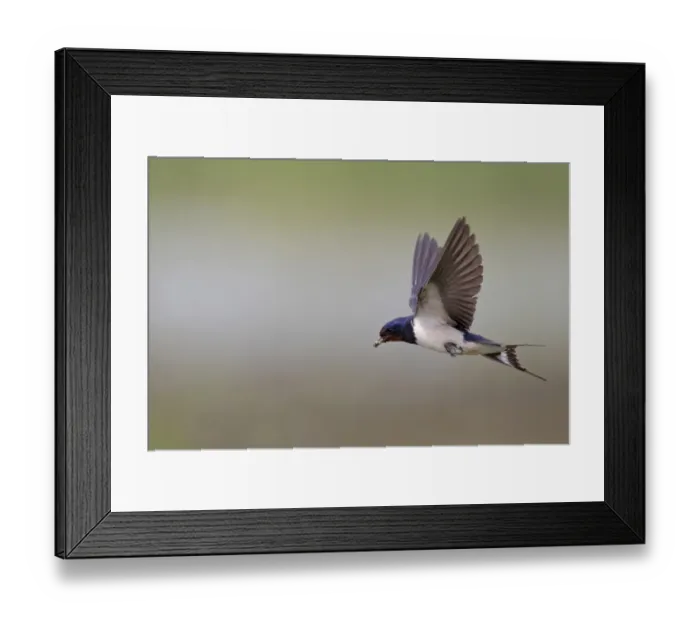 Framed Print : Barn Swallow (Hirundo rustica) adult female, in flight, with beak full of insect food, Minsmere RSPB Reserve, Suffolk, England, july Framed Print : Barn Swallow (Hirundo rustica) adult female, in flight, with beak full of insect food, Minsmere RSPB Reserve, Suffolk, England, july