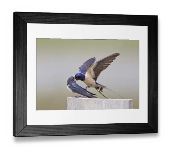 Framed Print : Barn Swallow (Hirundo rustica) adult male, in flight, feeding fledged chick on post, Minsmere RSPB Reserve, Suffolk, England, july Framed Print : Barn Swallow (Hirundo rustica) adult male, in flight, feeding fledged chick on post, Minsmere RSPB Reserve, Suffolk, England, july