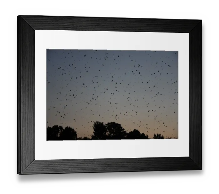 Framed Print : Barn Swallow (Hirundo rustica) flock, in flight over winter winter roost site in reedbed at sunset, Newcastle, KwaZulu-Natal, South Africa Framed Print : Barn Swallow (Hirundo rustica) flock, in flight over winter winter roost site in reedbed at sunset, Newcastle, KwaZulu-Natal, South Africa