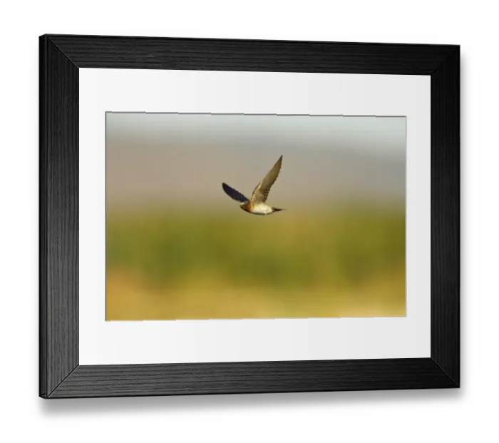 Framed Print : Cliff Swallow (Hirundo pyrrhonota) adult, in flight, Klamath National Wildlife Refuge, Oregon, U. S. A Framed Print : Cliff Swallow (Hirundo pyrrhonota) adult, in flight, Klamath National Wildlife Refuge, Oregon, U. S. A